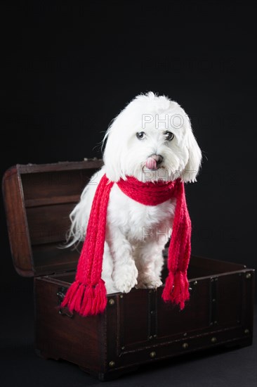 Maltese dog with red scarf in a small treasure chest