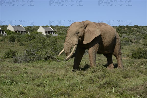 African Bush Elephant (Loxodonta africana) at the main camp