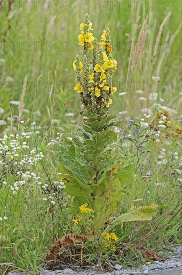 Dense-Flowered Mullein (Verbascum densiflorum)