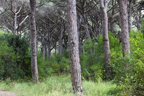 Pine forest near Castiglione della Pescaia