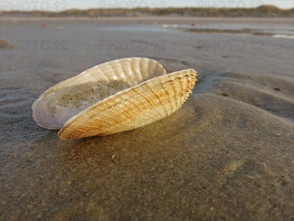 False Angel Wing or American Piddock (Petricola pholadiformis)