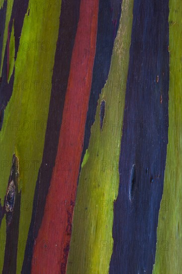 Coloured bark of a Eucalyptus Tree (Eucalyptus sp.)