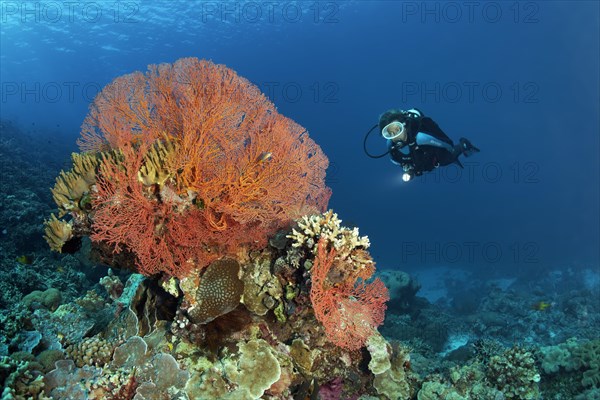 Knotted Fan Coral (Melithaea-ochracea)