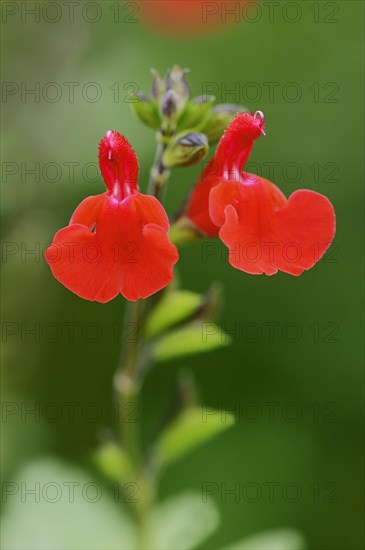 Baby Sage or Blackcurrant Sage (Salvia microphylla)