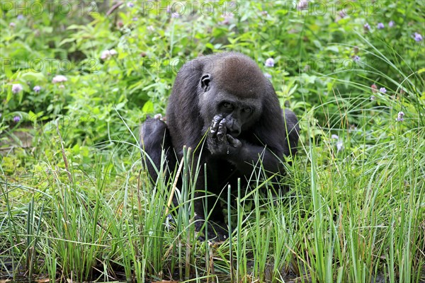 Western Lowland Gorilla (Gorilla gorilla gorilla)