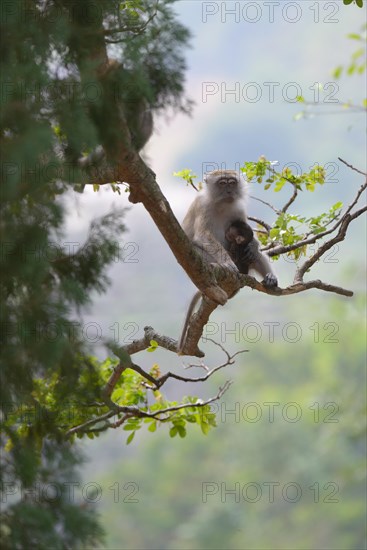 Long-tailed macaque (Macaca fascicularis) with baby on a tree