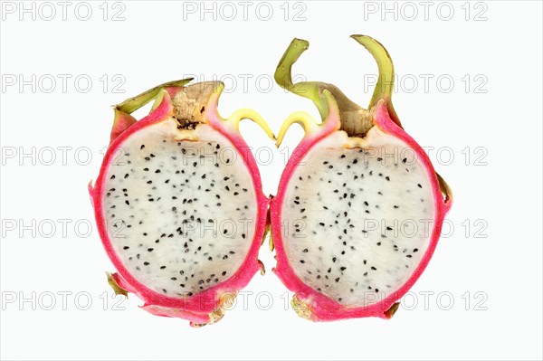 Pitahaya or Dragonfruit (Hylocereus undatus)