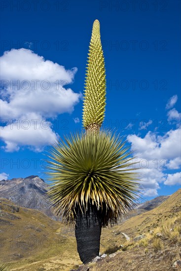 Queen of the Andes (Puya raimondii)