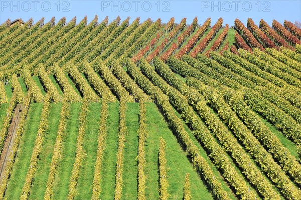 Vineyard in autumn