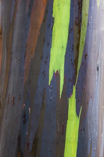 Coloured bark of a Eucalyptus Tree (Eucalyptus sp.)