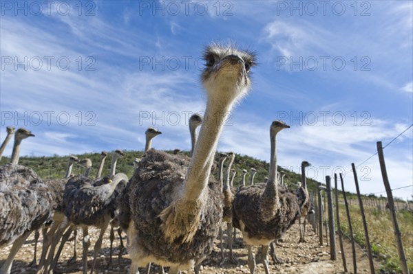 Ostriches (Struthio camelus) on a commercial ostrich farm