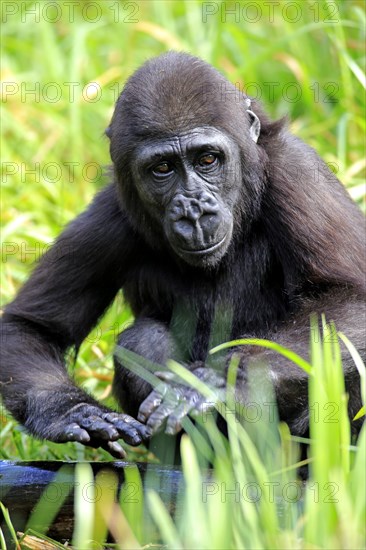 Western Lowland Gorilla (Gorilla gorilla gorilla)