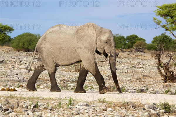 African Elephant (Loxodonta africana)