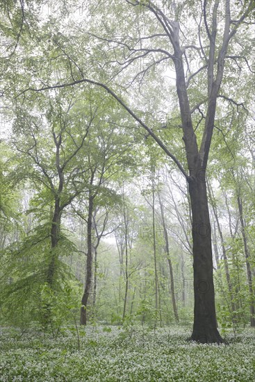 Flowering wild garlic (Allium ursinum) in spring forest