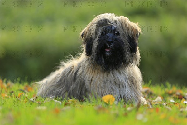 Lhasa Apso sitting