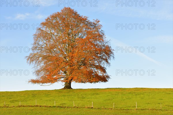 European Beech (Fagus sylvatica) in autumn