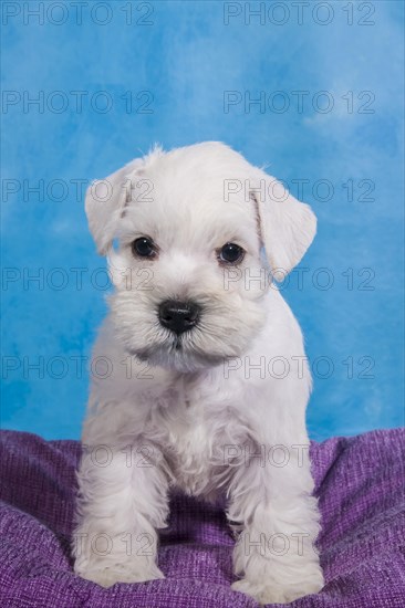 White Miniature Schnauzer