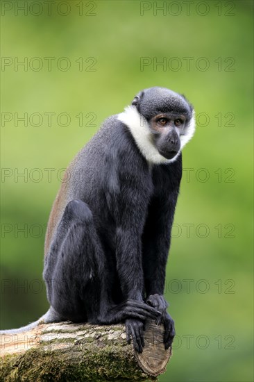 L'Hoest's Monkey (Cercopithecus lhoesti)