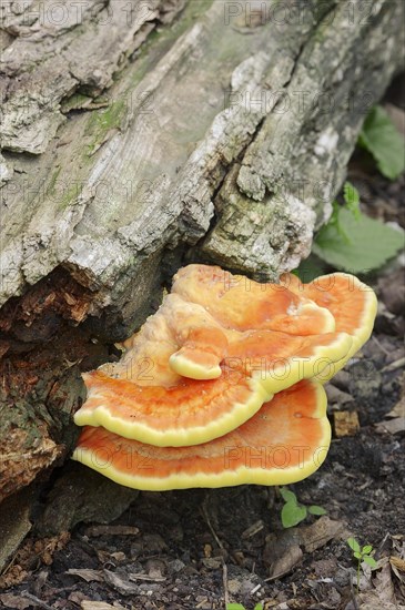 Sulphur Polypore