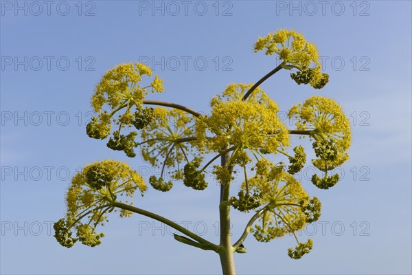 Giant Fennel (Ferula communis)