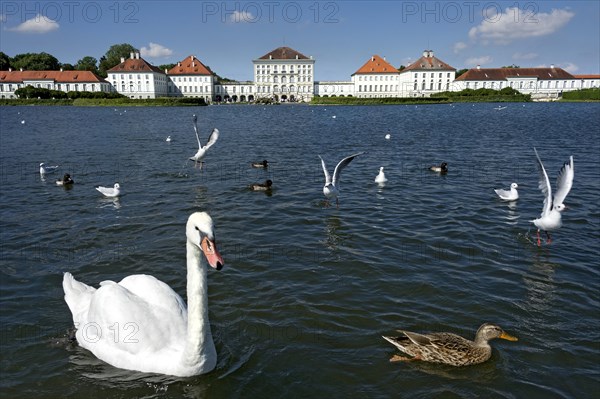 Mute swans (Cygnus olor) and other water birds on the palace canal