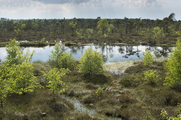 Bog pond on the trail in the Schwarzes Moor nature reserve