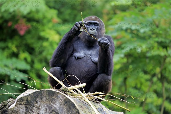 Western Lowland Gorilla (Gorilla gorilla gorilla)