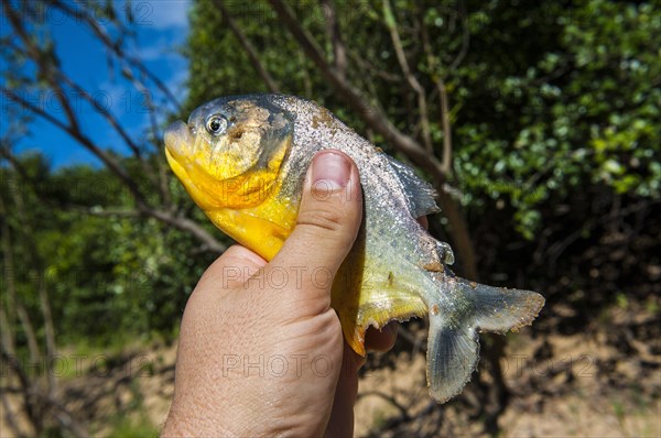 Man holding a piranha