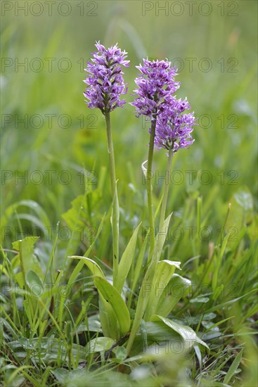 Military Orchid (Orchis militaris)