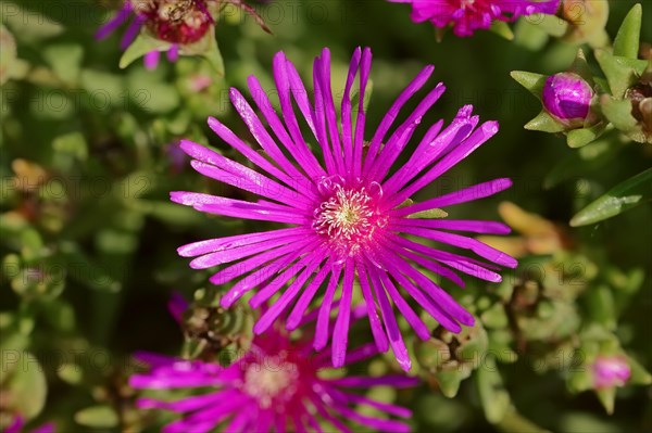 Hardy Pink Ice Plant (Delosperma cooperi