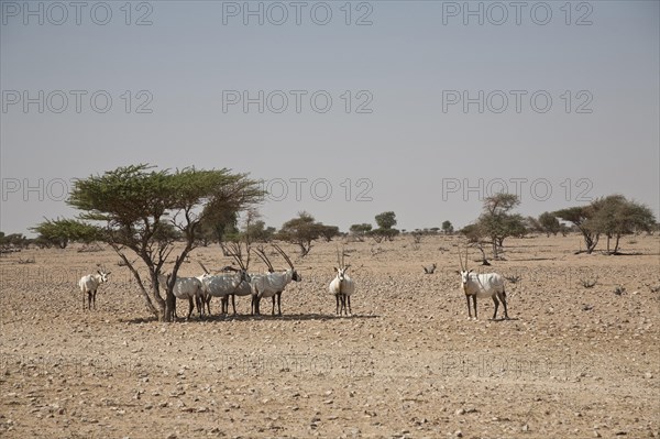Herd of Arabian Oryx (Oryx leucoryx)