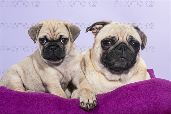 Two Pugs