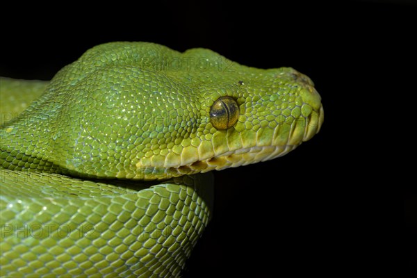 Green Tree Python (Chondropython viridis)