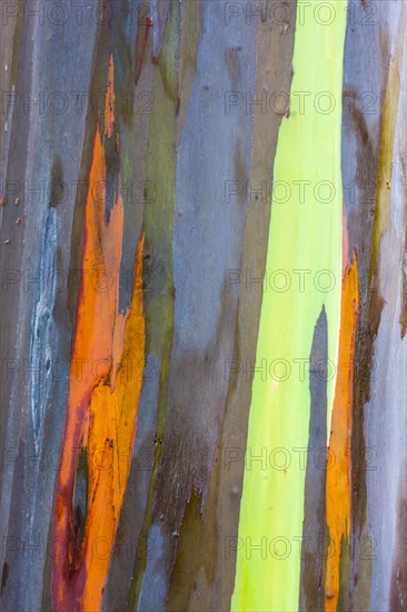 Coloured bark of a Eucalyptus Tree (Eucalyptus sp.)