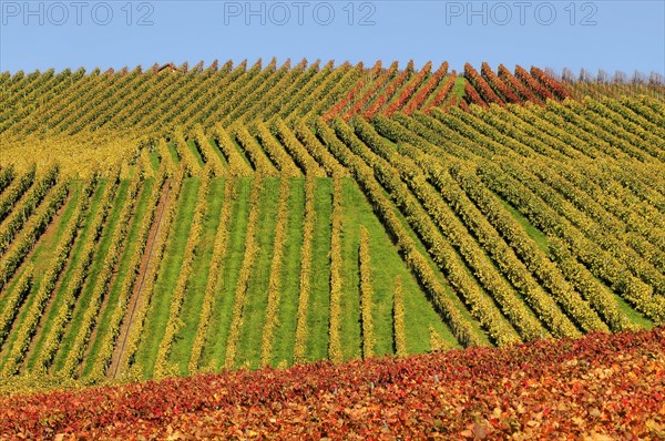 Vineyard in autumn