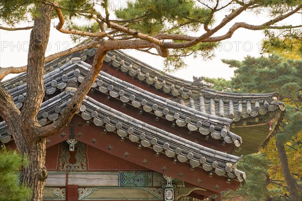 Temple roofs and pine trees in the evening light