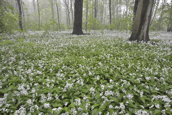 Flowering wild garlic (Allium ursinum) in spring forest in fog