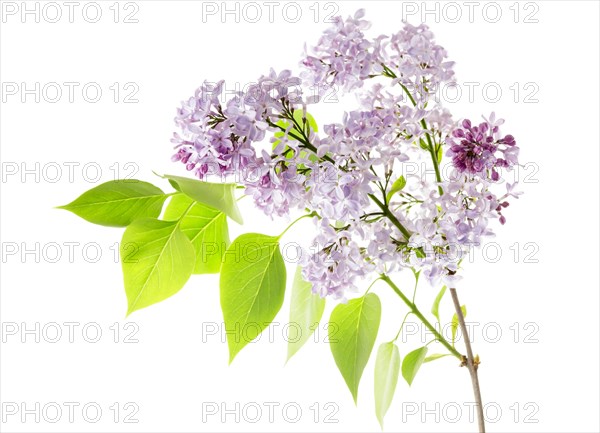 Common Lilac (Syringa vulgaris)