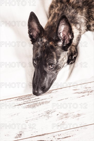 Hollandse Herdershond or Dutch Shepherd Dog