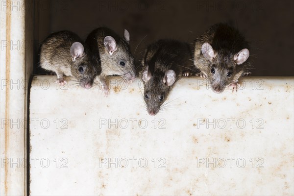 Holy rats