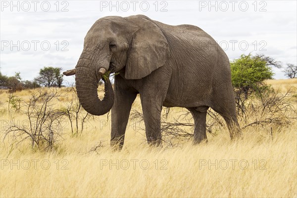 African Elephant (Loxodonta africana) feeding