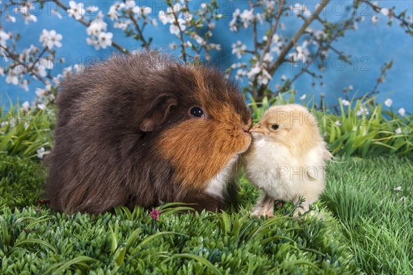 Swiss Teddy guinea pig and Brahma chick