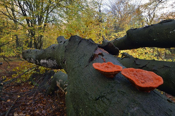 Cinnabar Polypore or Red Polypore (Pycnoporus cinnabarinus)