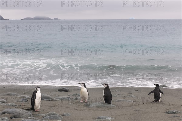 Chinstrap Penguins (Pygoscelis antarcticus)