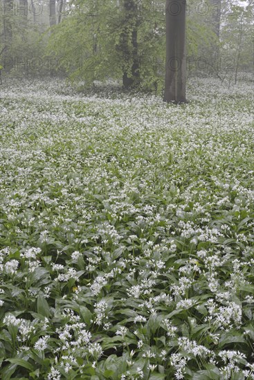 Flowering wild garlic (Allium ursinum) in spring forest in fog