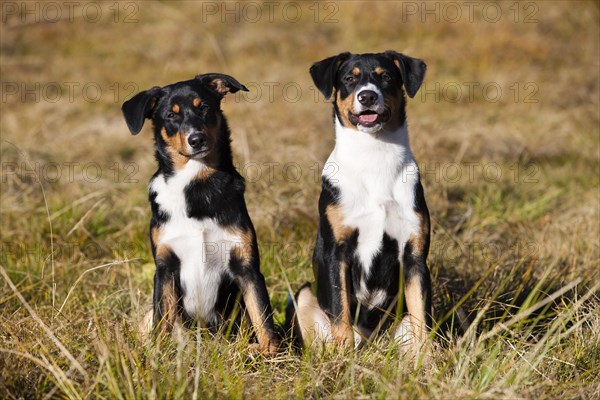 Appenzeller Sennenhund