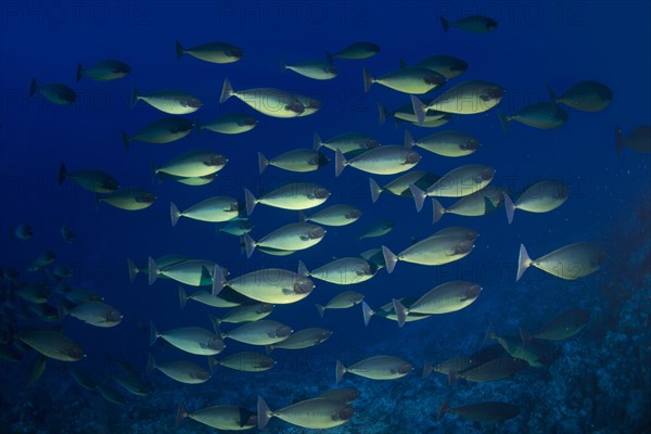 Shoal of Bluetail Unicornfish (Naso hexacanthus)