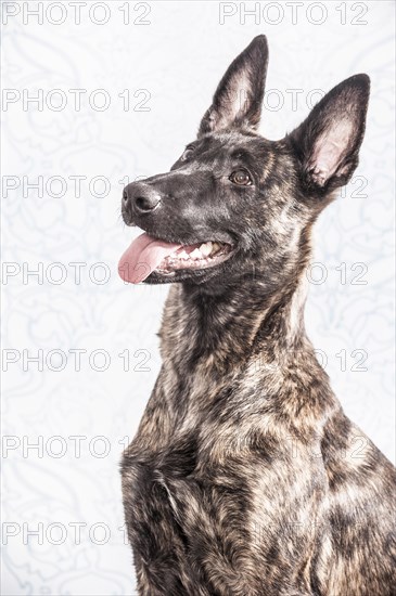 Hollandse Herdershond or Dutch Shepherd Dog