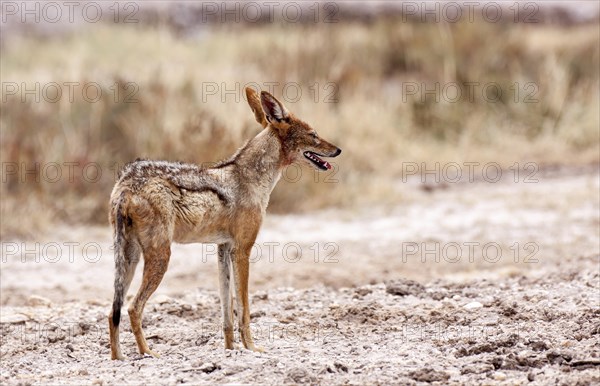 Black-backed Jackal (Canis mesomelas)