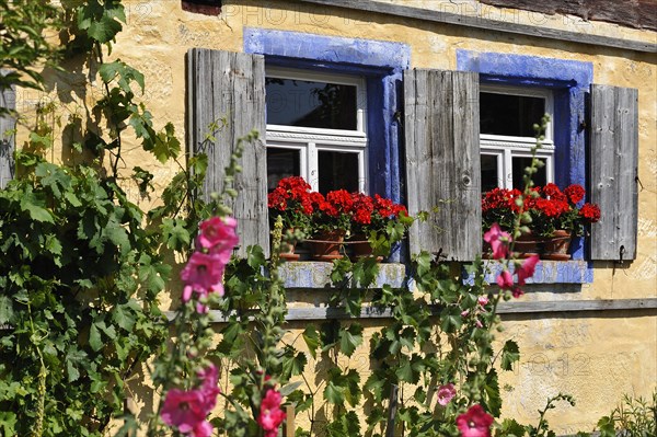 Windows with flowering Geraniums (Pelargonium Zonal Hybrid) on the Hackerhaus building